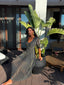 The Cleopatra Dress